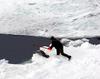 Not funny... cruel... Harp Seal Hunt, Canada