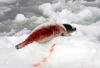 Not funny... cruel... Harp Seal Hunt, Canada