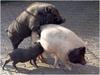 Threesome Pigs