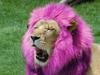 Pink-maned Lion