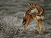 African Wolf