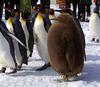 Baby Penguin