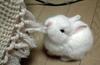 Cute Bunny