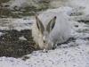 Cute Bunny