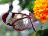 Glasswing Butterfly