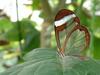 Glasswing Butterfly