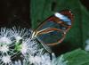 Glasswing Butterfly