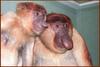 Proboscis Monkeys