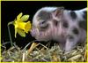 Cute Piglet