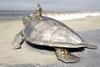 Bronze Turtle