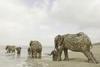 Wooden Elephants