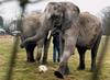 Soccer Elephant