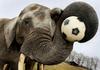 Soccer Elephant