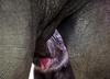 Babh Elephant