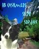 DOGS 2