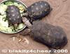 Tortoises