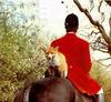 Fox Hunt