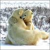 Polar Bear Fun