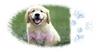 DOGS 2