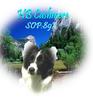 DOGS 2