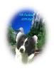 DOGS 2