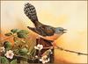 [Eric Shepherd's Beautiful Australian Birds Calendar 2003] Fantail Cuckoo