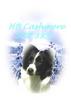 DOGS 2