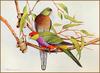 [Eric Shepherd's Beautiful Australian Birds Calendar 2003] Red-Capped Parrot