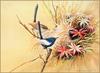 [Eric Shepherd's Beautiful Australian Birds Calendar 2003] White-Winged Fairy Wren