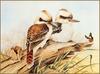 [Eric Shepherd's Beautiful Australian Birds Calendar 2003] Laughing Kookaburra