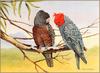 [Eric Shepherd's Beautiful Australian Birds Calendar 2003] Gang-Gang Cockatoo
