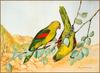 [Eric Shepherd's Beautiful Australian Birds Calendar 2003] Red-Winged Parrot
