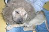 Lion or Dog?