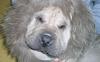 Lion or Dog?