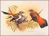 [Eric Shepherd's Australian Birds Calendar 2003] Rufous Fantail (Rhipidura rufifrons)