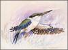 [Eric Shepherd's Australian Birds Calendar 2003] Red-Backed Kingfisher