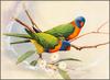 [Eric Shepherd's Australian Birds Calendar 2003] Red-Collared Lorikeet