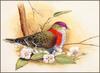 [Eric Shepherd's Australian Birds Calendar 2003] Superb Fruit-Dove, Ptilinopus superbus
