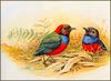 [Eric Shepherd's Australian Birds Calendar 2003] Red-Bellied Pitta