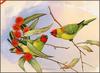 [Eric Shepherd's Australian Birds Calendar 2003] Little Lorikeet