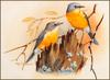 [Eric Shepherd's Australian Birds Calendar 2003] Yellow Robin