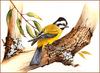 [Eric Shepherd's Beautiful Australian Birds Calendar 2002] Crested Shrike-Tit
