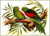 [Eric Shepherd's Beautiful Australian Birds Calendar 2002] Red-Winged Parrot