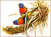 [Eric Shepherd's Beautiful Australian Birds Calendar 2002] Rainbow Lorikeet