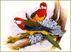 [Eric Shepherd's Beautiful Australian Birds Calendar 2002] Eastern Rosella