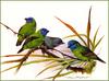 [Eric Shepherd's Beautiful Australian Birds Calendar 2002] Blue-Faced Finch