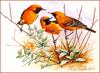 [Eric Shepherd's Beautiful Australian Birds Calendar 2002] Orange Chats