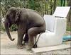 Elephant Toilet