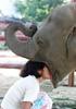 Elephant's Dinner?