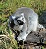 Ring-tailed Lemur